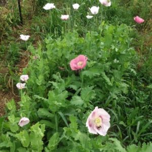 Elka breadseed poppies from Yonder Hill Farm