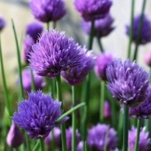 Chive seeds from Fuschia Design Shop