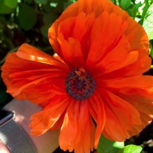 Giant orange oriental poppy flower seeds from Fuschia Design Shop