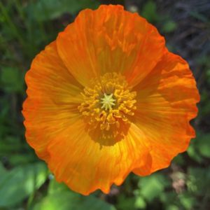 Iceland poppies from Fuschia Design Shop