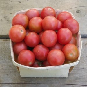 Pink princess cherry tomato from Yonder Hill Farm