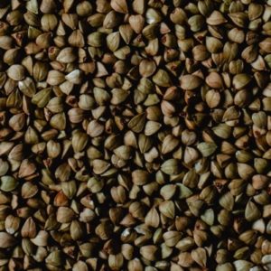 Bulk buckwheat seeds from Dragon seeds